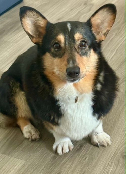 BUTTERCUP - Pembroke Welsh Corgi for adoption in Buffalo
