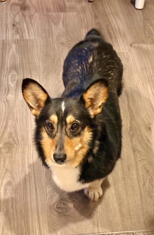 BUTTERCUP - Pembroke Welsh Corgi available for adoption