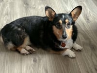 Buttercup - Photo 4