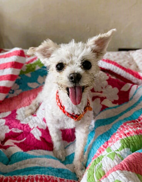 LEA LEA - Maltese for adoption in Buffalo