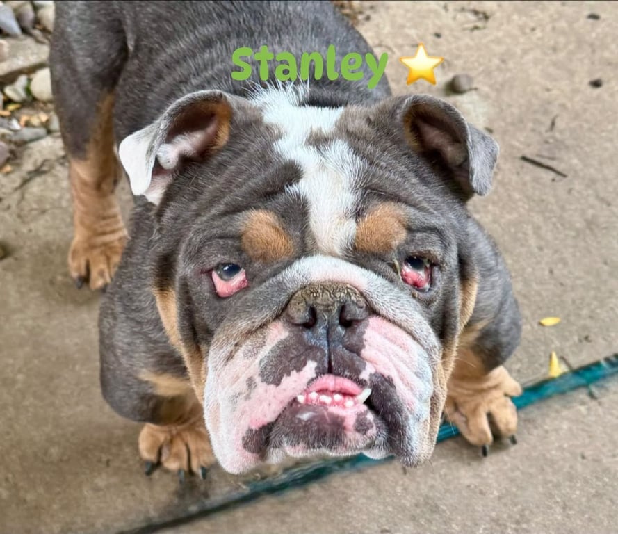 Stanley Image