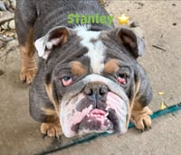 Stanley - Photo 1