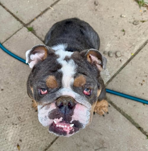 STANLEY - English Bulldog available for adoption