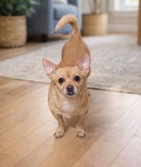 Rosie - Photo 2