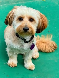 Teddy - Photo 1