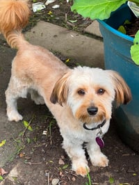 Teddy - Photo 2