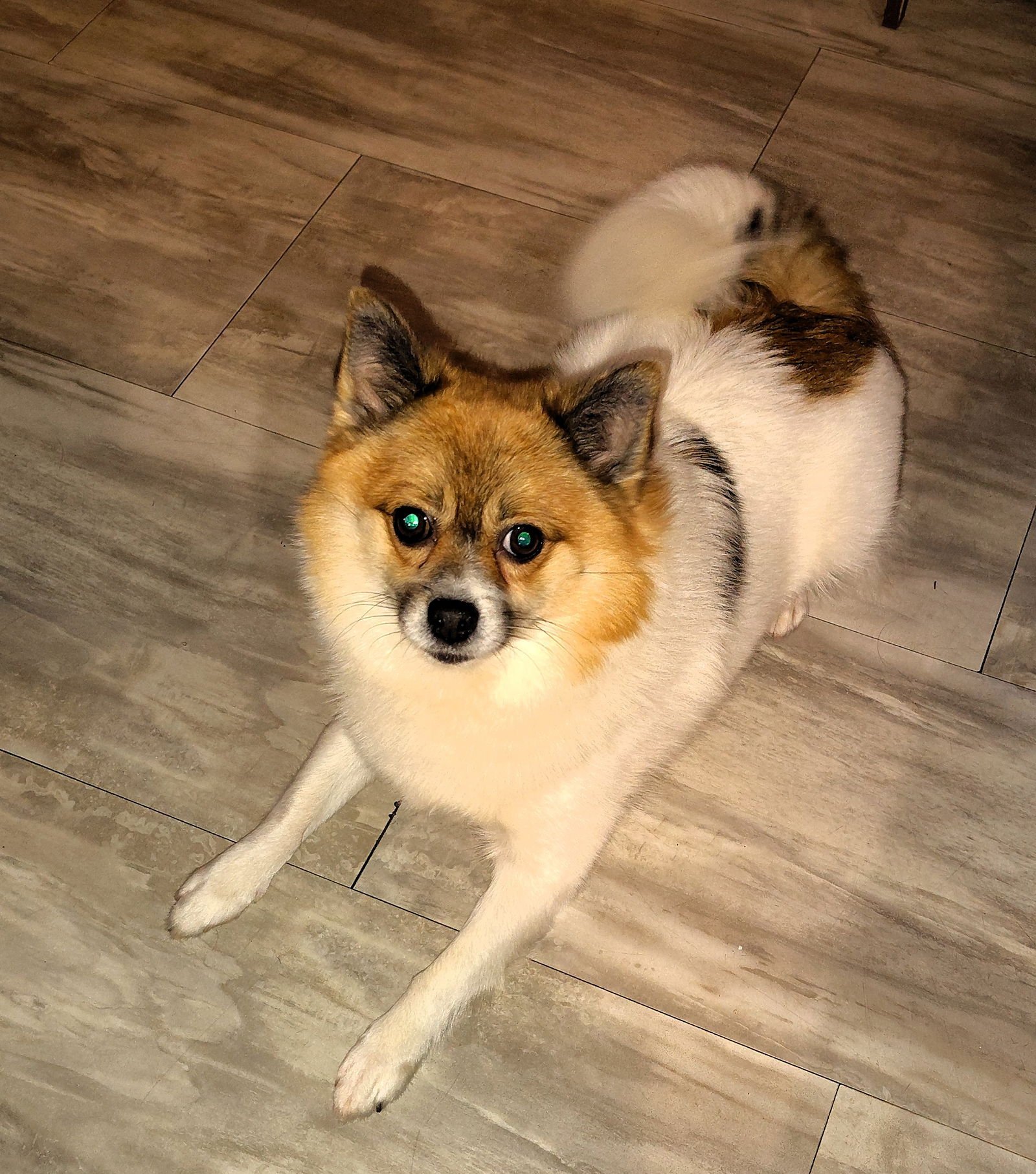 SCOUT - Pomeranian / Husky available for adoption