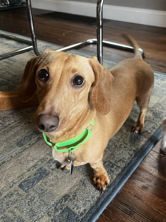 Louie Image