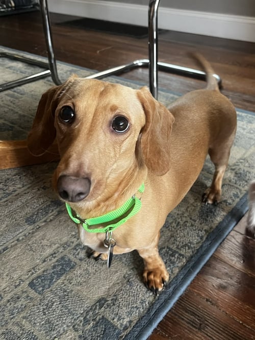 LOUIE - Dachshund for adoption in Buffalo