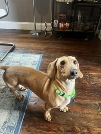 Louie - Photo 2