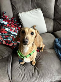 Louie - Photo 3