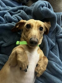 Louie - Photo 4