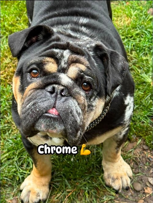 CHROME - English Bulldog for adoption in Buffalo
