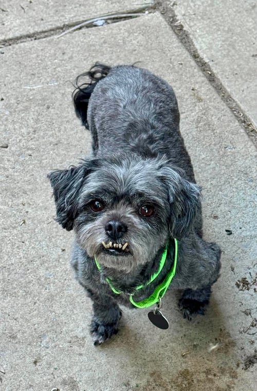 BUFFY - Shih Tzu for adoption in Buffalo