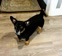 Roscoe - Photo 2
