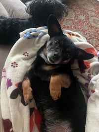 Roscoe - Photo 3