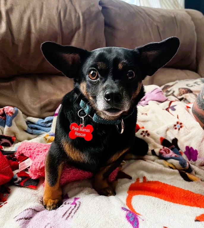 Roscoe Image