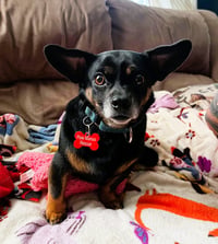 Roscoe - Photo 1