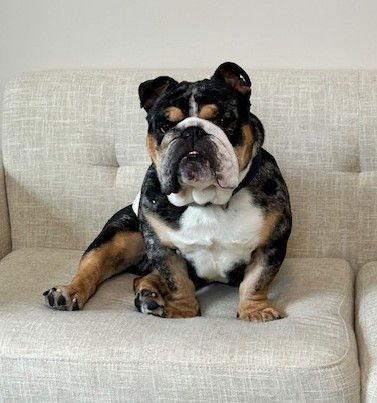 ONYX - English Bulldog available for adoption