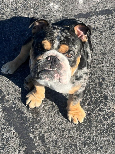 ONYX - English Bulldog available for adoption