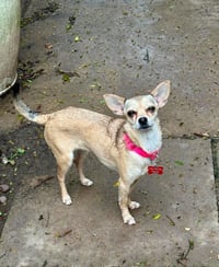 Maya - Photo 2