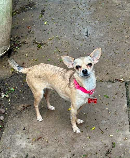 MAYA - Chihuahua available for adoption