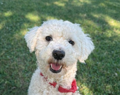 PRINCE - Bichon Frise / Poodle (Miniature) available for adoption