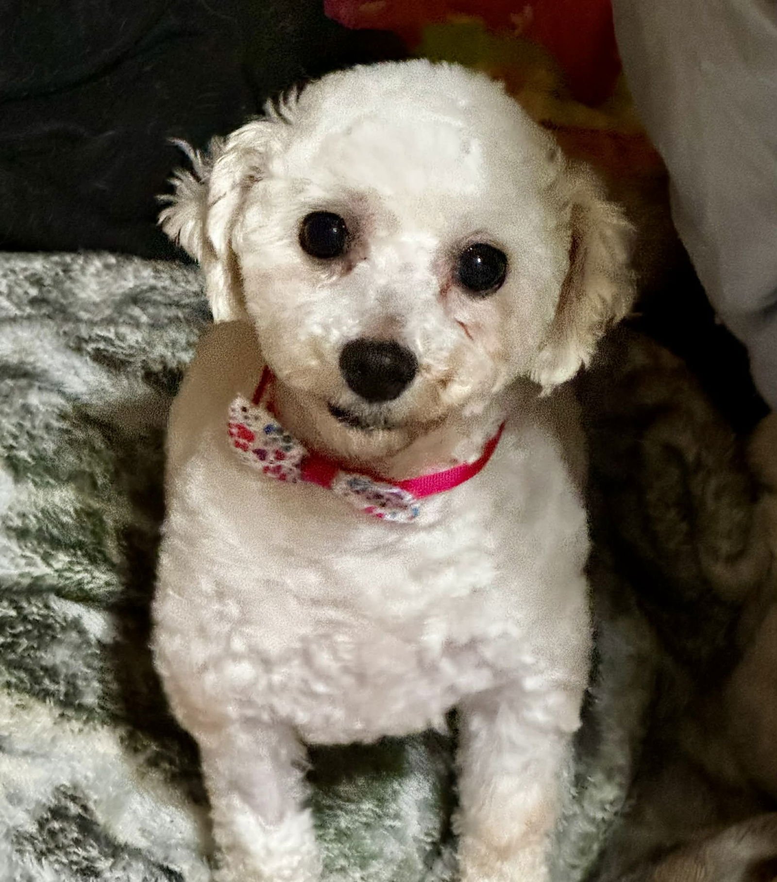 MIRANDA - Bichon Frise available for adoption