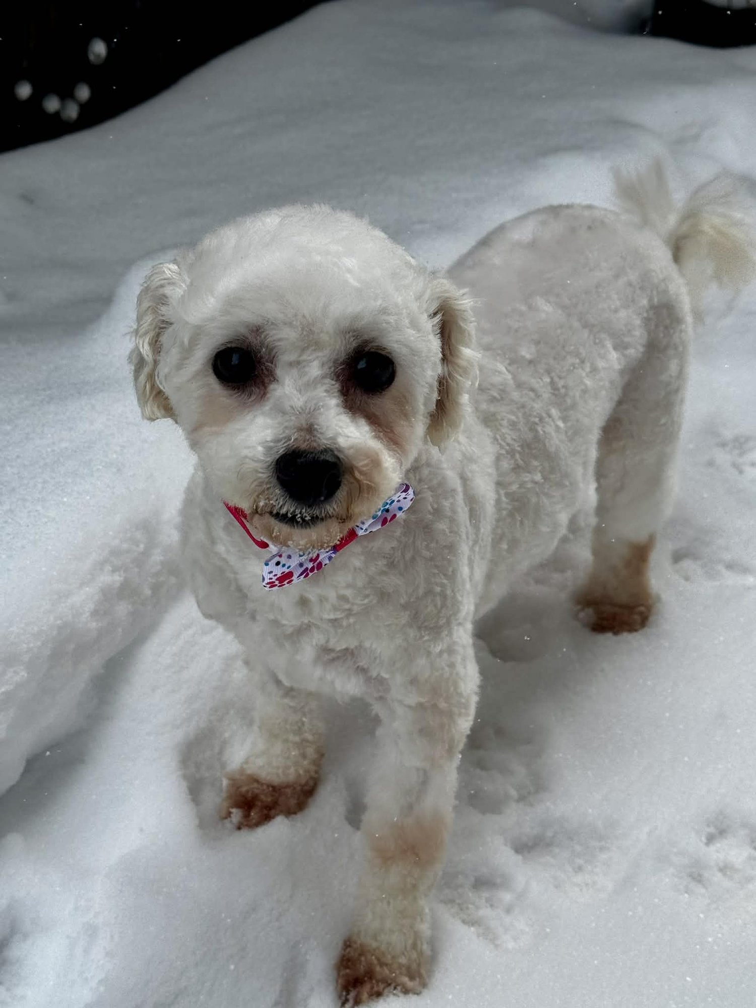 MIRANDA - Bichon Frise available for adoption