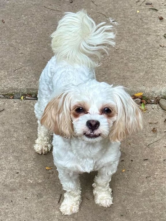 Tootie Image