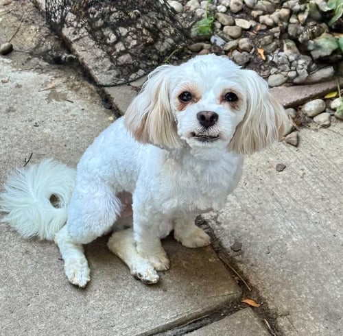 TOOTIE - Shih Tzu available for adoption