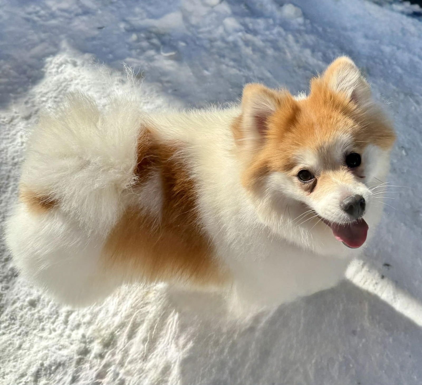 EVIE - Pomeranian / Husky available for adoption