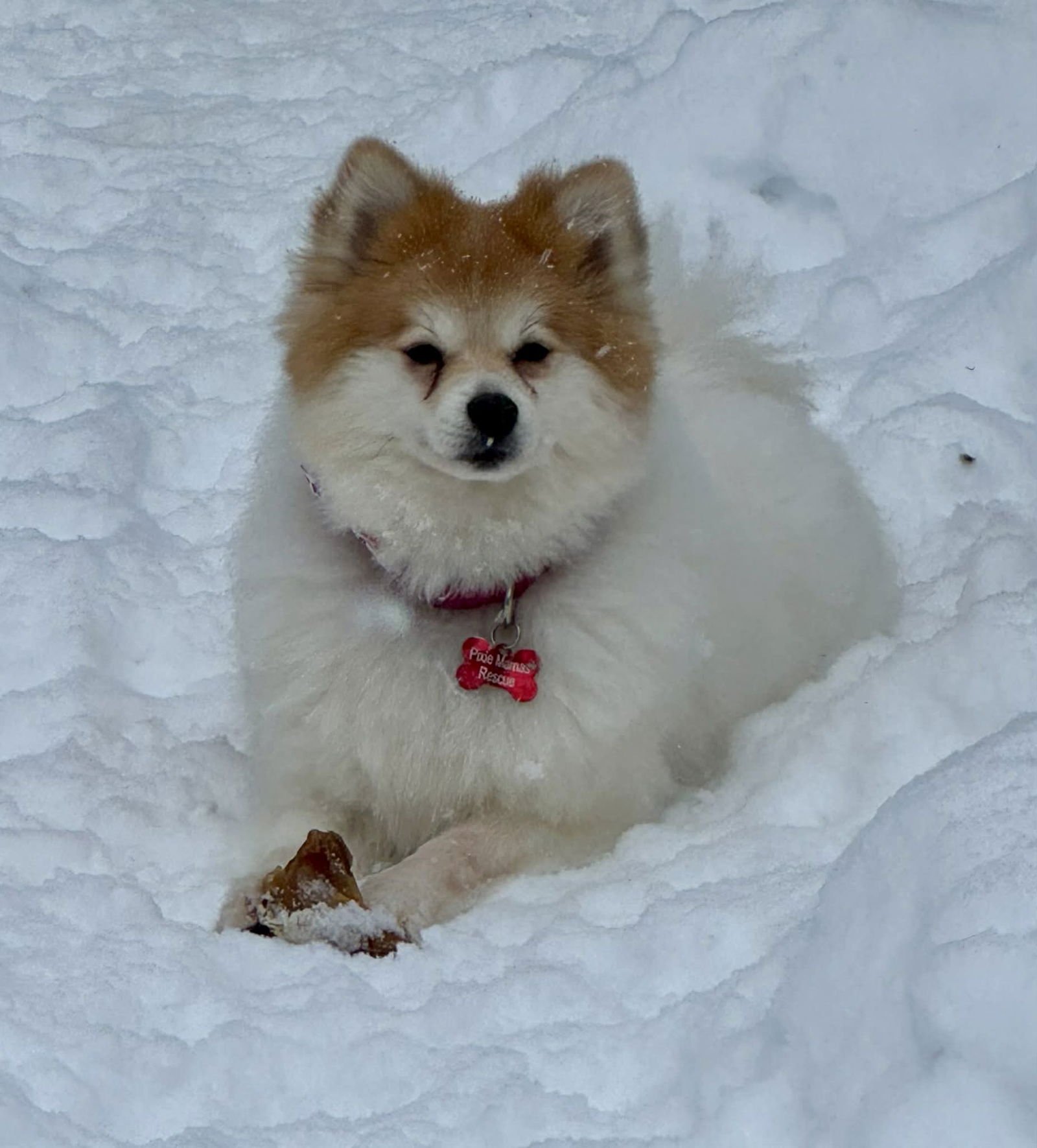 EVIE - Pomeranian / Husky available for adoption