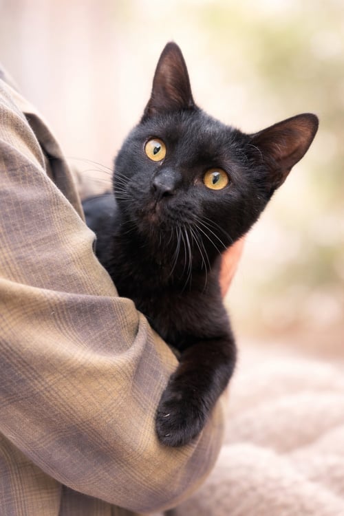 WISHES NAPA - Bombay / Domestic Short Hair available for adoption