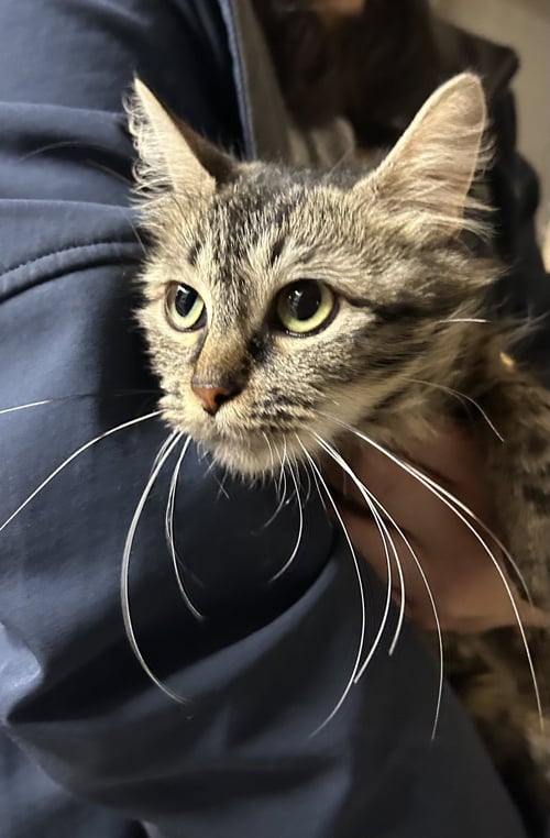 MAY NAPA - Domestic Long Hair available for adoption