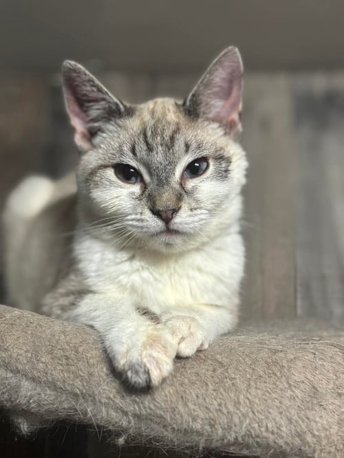 YARROW ( BC) - Siamese available for adoption