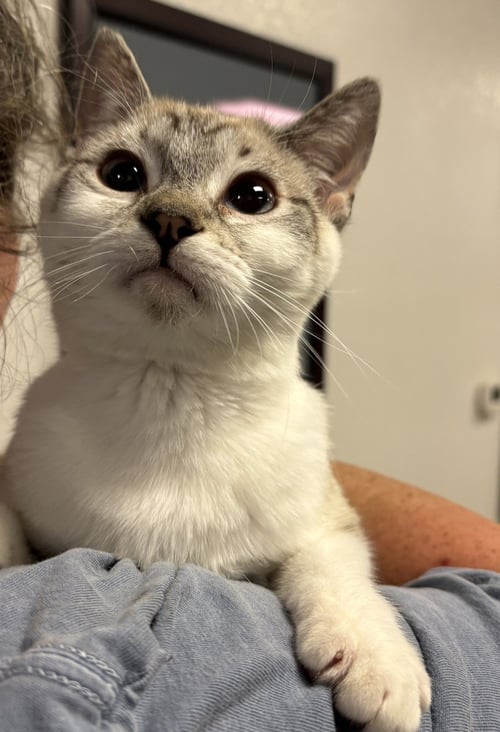 YARROW ( BC) - Siamese available for adoption