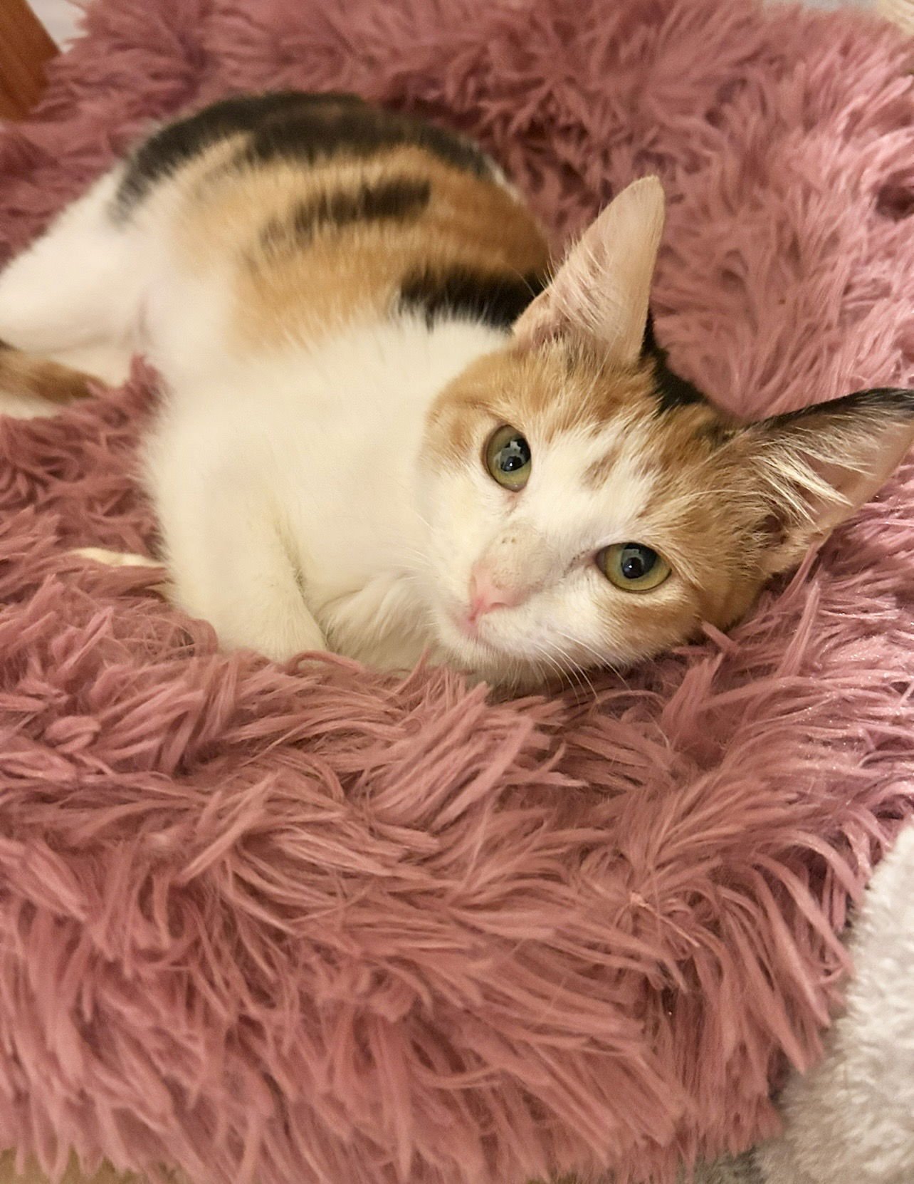 JASMINE NAPA - Calico available for adoption