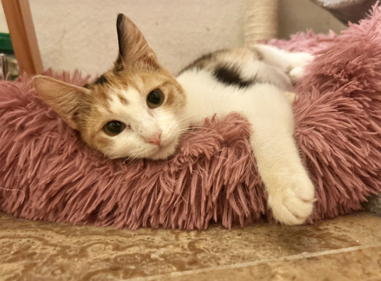 JASMINE NAPA - Calico available for adoption