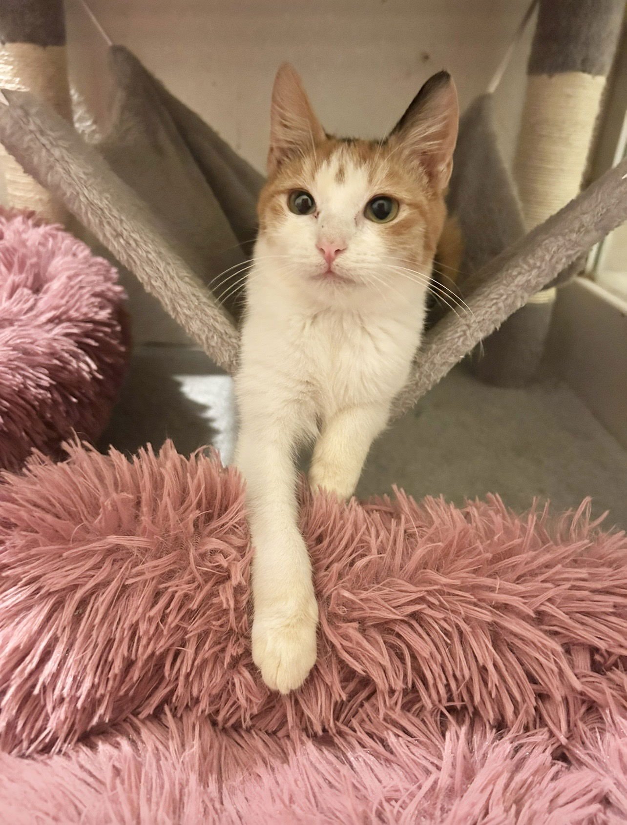 Jasmine Napa - Photo 3