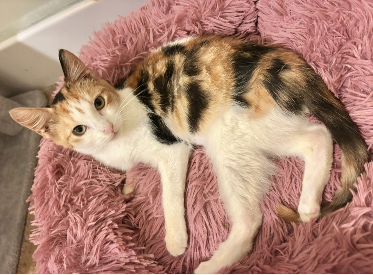 Jasmine Napa - Photo 4