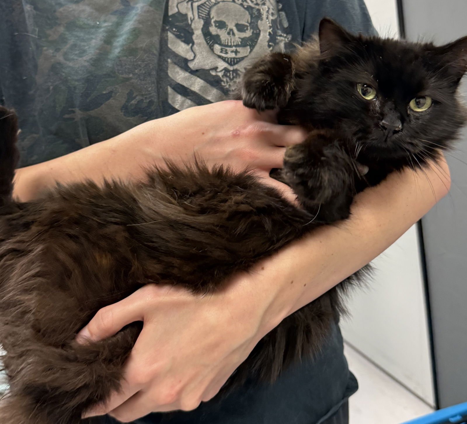 BIRDIE ( BC) - Domestic Long Hair / Balinese available for adoption