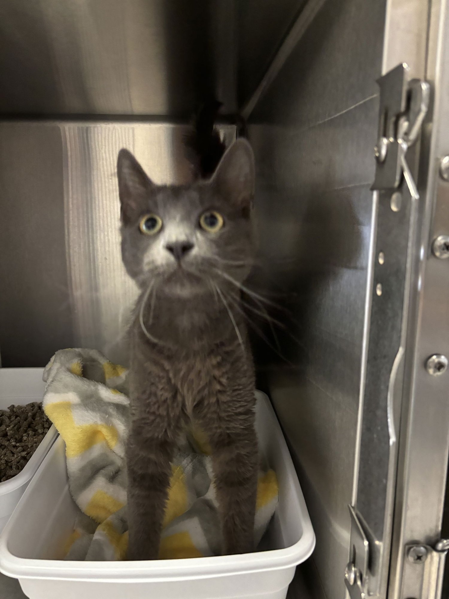 MR. GRAY ( BC) - Russian Blue / Maine Coon available for adoption