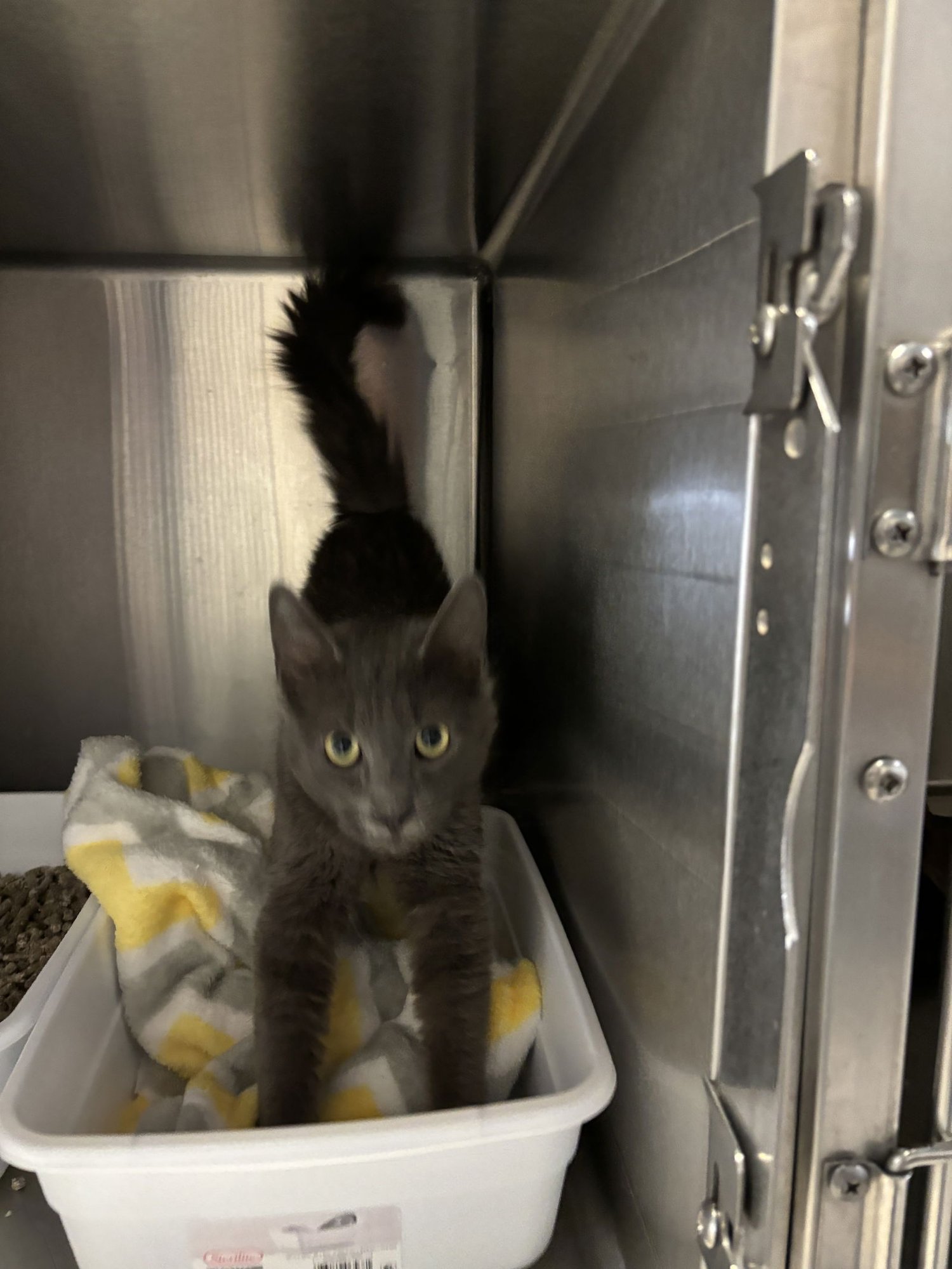 MR. GRAY ( BC) - Russian Blue / Maine Coon available for adoption