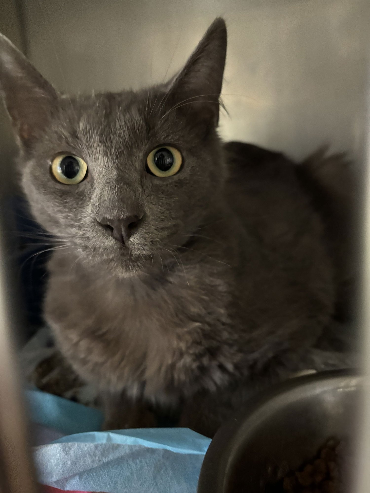 Mr. Gray ( BC) - Photo 3