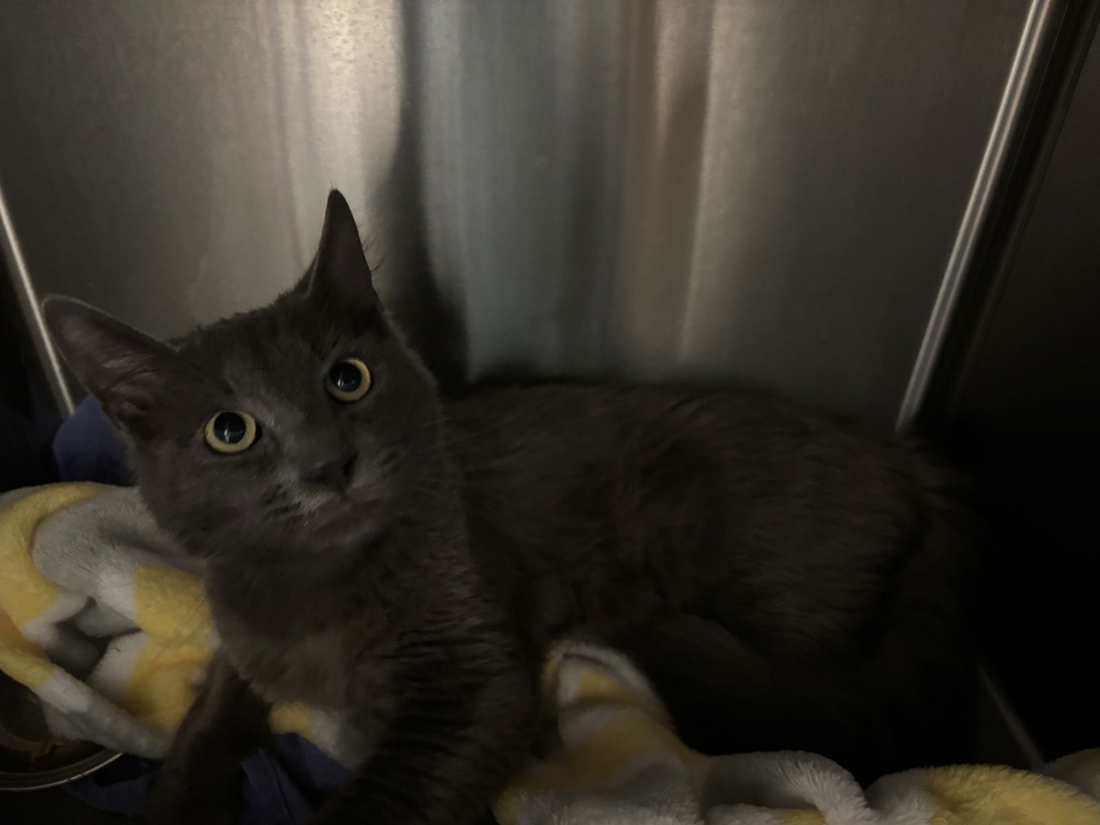 Mr. Gray ( BC) - Photo 4