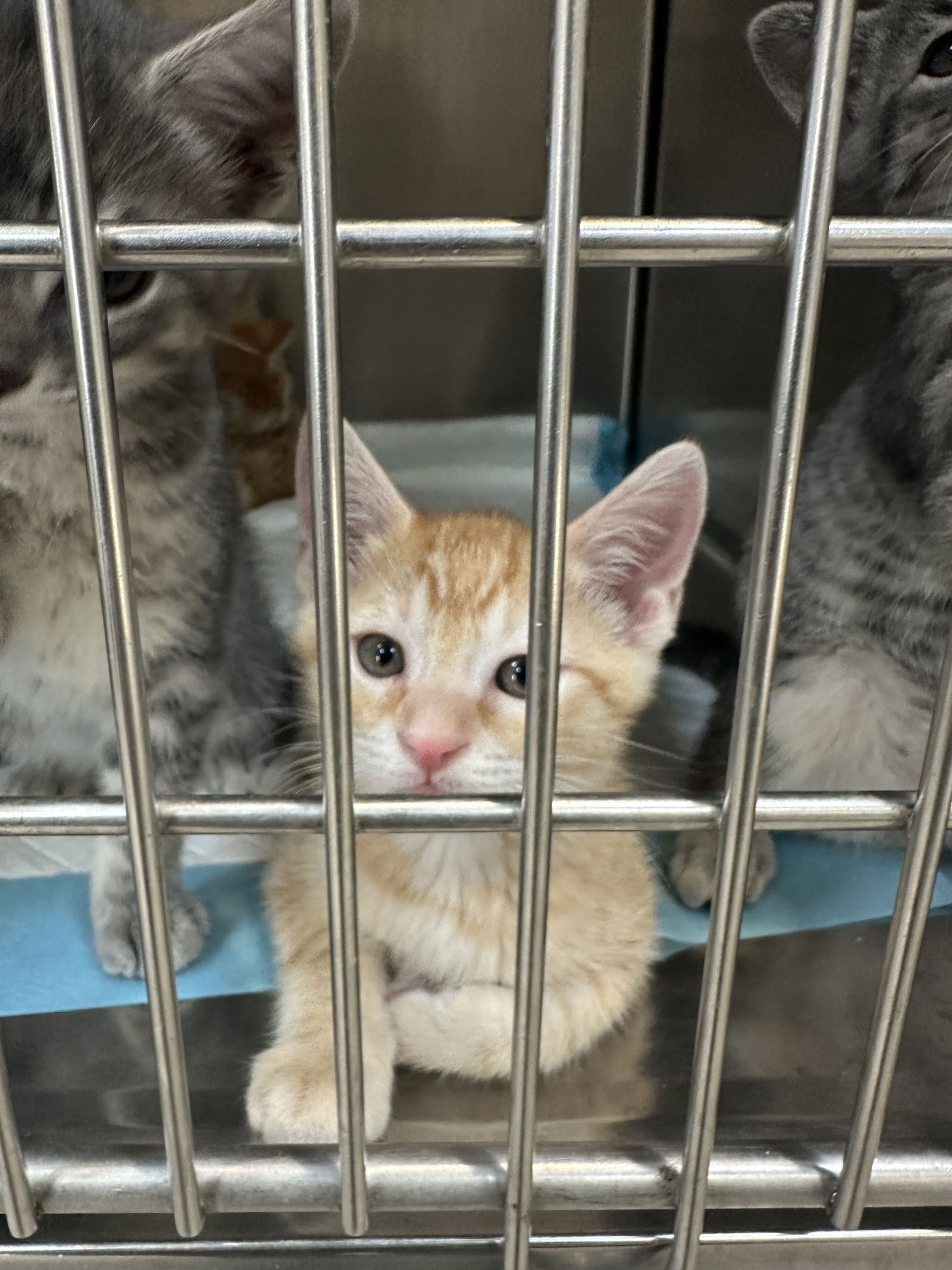 WILLIE ( NICOLE ) - Tabby available for adoption