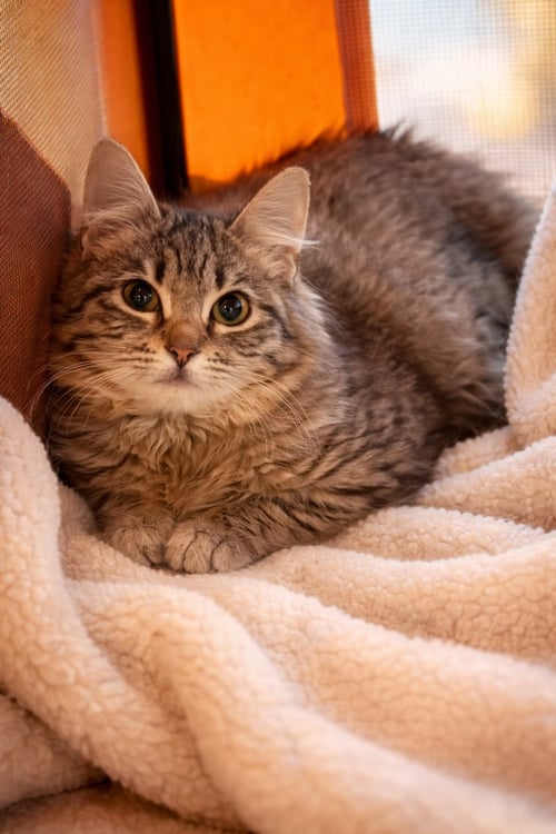 MITTENS NAPA - Domestic Medium Hair available for adoption