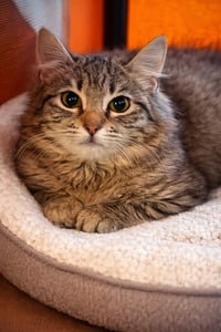 Mittens Napa - Photo 2