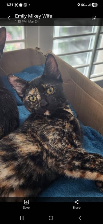 Stella ( Alice ) Image